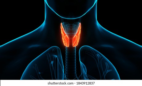 614 Thyroid lobe Images, Stock Photos & Vectors | Shutterstock