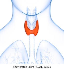 Human Body Glands Thyroid Gland Anatomy. 3D