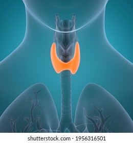 Human Body Glands Thyroid Gland Anatomy Stock Illustration 1956316501 ...