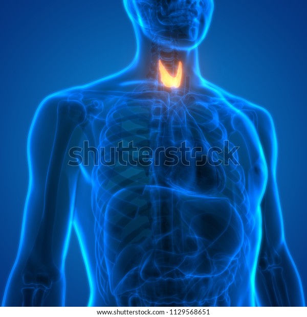 Human Body Glands Thyroid Gland Anatomy 3d 9883