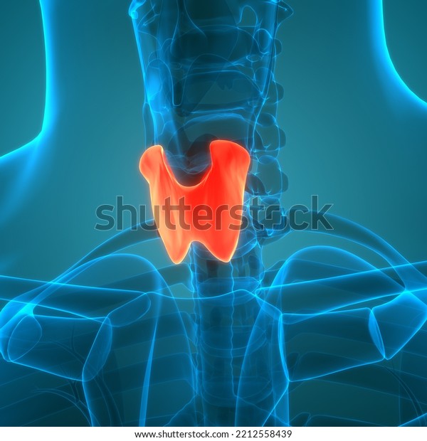 Ilustrasi Stok Human Body Glands Thyroid Gland Anatomy 2212558439 Shutterstock