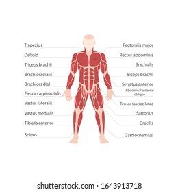 Muscle Names Hd Stock Images Shutterstock