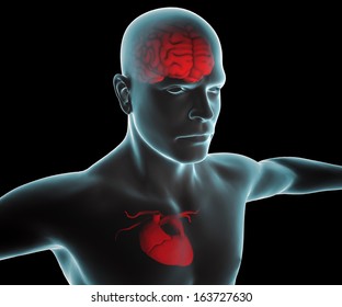 Human Body With Heart And Brain X-ray