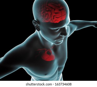 Human Body With Heart And Brain X-ray