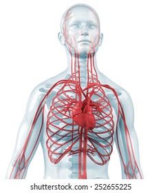 human body with heart and cardiovascular circulatory