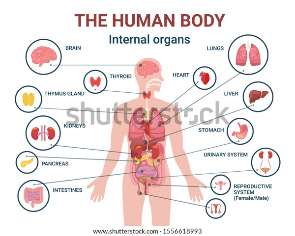 Human Body Internal Organs Parts Info Stock Illustration 1556618993