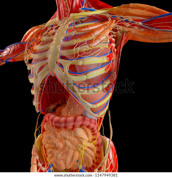 Human Body Man Respiratory System Anatomy Stock Illustration 1147949381