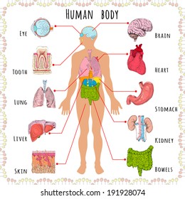 人のシルエットと臓器イラストを持つ人体の医療インフォグラフィック のイラスト素材