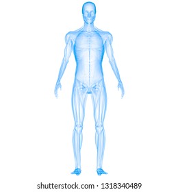3d Man Anatomy High Res Stock Images Shutterstock