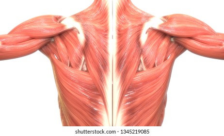 Human Muscular System Anatomy (Muscles) | Stock Photo and Image