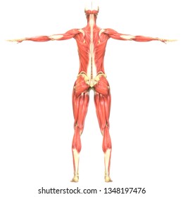 Human Muscular System Anatomy (Muscles) | Stock Photo and Image