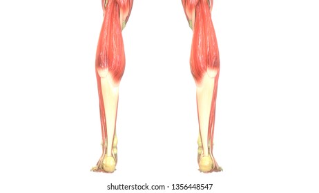 Human Muscular System Anatomy (Muscles) | Stock Photo and Image