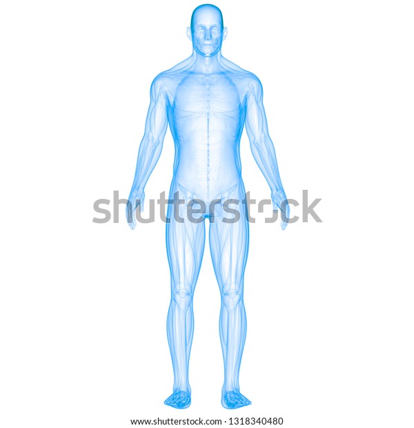 Human Body Muscles Anatomy.
3D