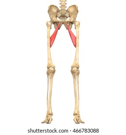 Human Body Muscles Anatomy Adductor Longus Stock Illustration 466783088 ...