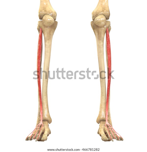 Human Body Muscles Anatomy Extensor Digitorum Stock Illustration ...