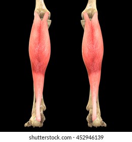 Human Body Muscles Anatomy Gastrocnemius 3d Stock Illustration ...