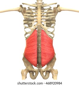 4 Musculus obliquus internus abdominis Images, Stock Photos & Vectors ...