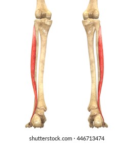 Human Body Muscles Anatomy Peroneus Longus Stock Illustration 446713474 ...