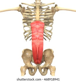 Human Body Muscles Anatomy Rectus Abdominus Stock Illustration ...