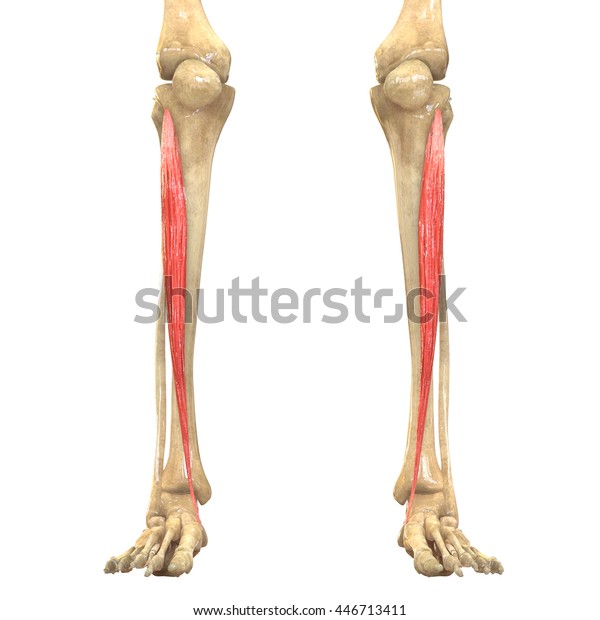 Human Body Muscles Anatomy Tibialis Anterior Stock Illustration 446713411