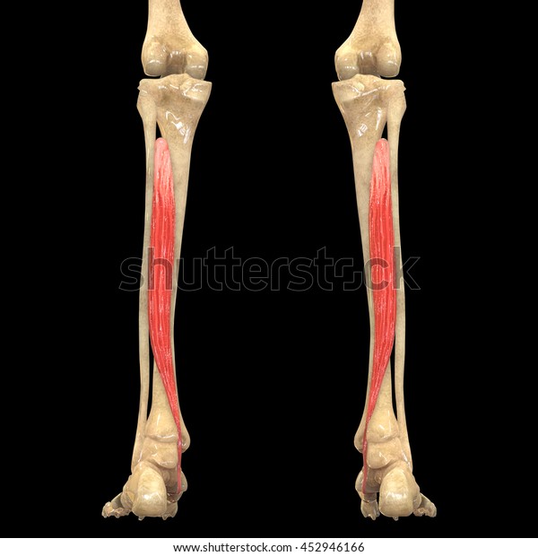 Human Body Muscles Anatomy Tibialis Posterior Stock Illustration ...