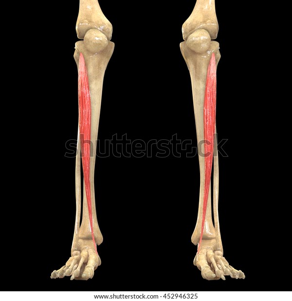 Human Body Muscles Anatomy Tibialis Anterior Stock Illustration 452946325