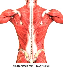 Human Body Muscular System Anatomy. 3D