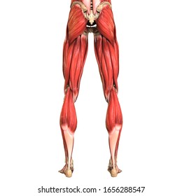 Human Body Muscular System Leg Muscles Stock Illustration 1833037534 ...