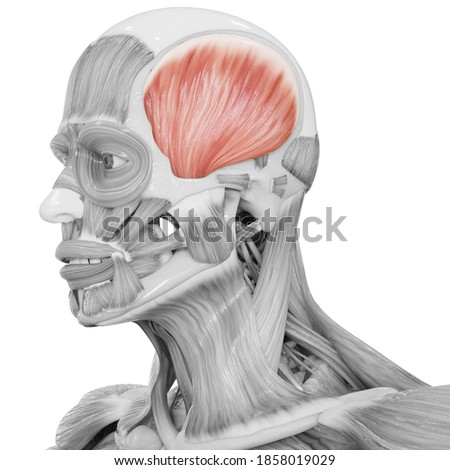 Human Body Muscular System Head Muscles Temporal Muscle Anatomy. 3D Foto stock © 