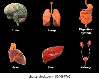 Human Body Organs Anatomy Brain Lungs Stock Illustration 524499763 ...