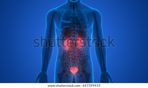 Human Body Organs Anatomy (Kidneys with Urinary\
Bladder). 3D