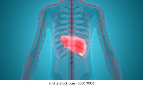 Liver Disease Images, Stock Photos & Vectors | Shutterstock
