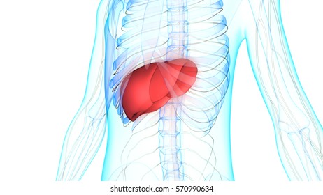 Human Body Organs Anatomy Liver Nervous Stock Illustration 570990751