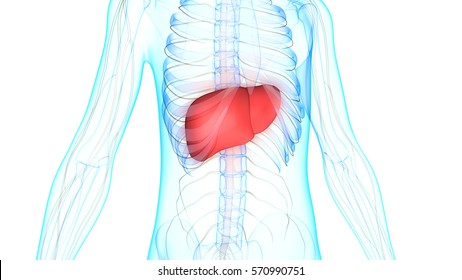 8,427 Liver disease infographic Images, Stock Photos & Vectors ...