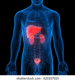 Kidney Structure Images, Stock Photos & Vectors | Shutterstock