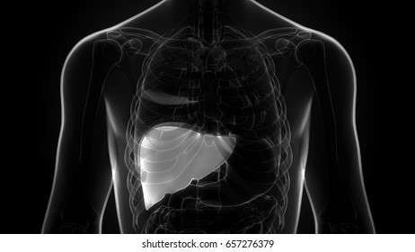 Human Body Organs Anatomy (Liver) In X-ray Scan. 3D