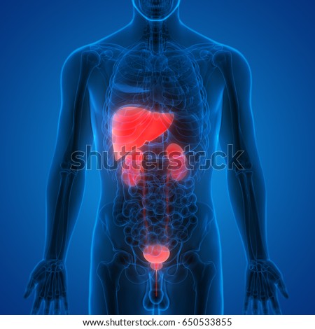 human body liver and kidney