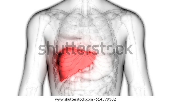 Human Body Organs Anatomy\
(Liver). 3D