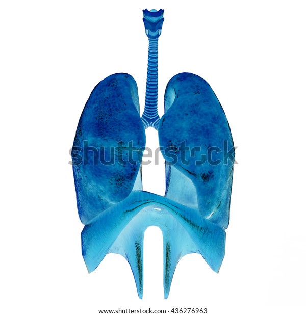 Human Body Organs Anatomy Lungs D Stock Illustration Shutterstock