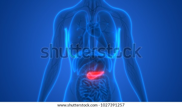 Human Body Organs Anatomy Pancreas 3d Stock Illustration 1027391257