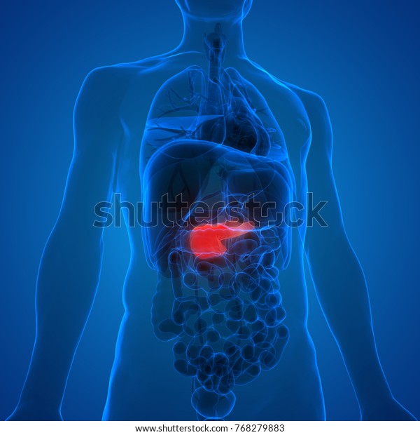 Human Body Organs Anatomy Pancreas 3d Stock Illustration 768279883 ...