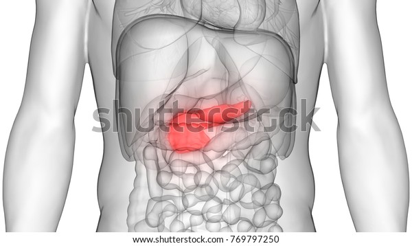 Anatomie Des Menschlichen Korpers Pankreas 3d Stockillustration