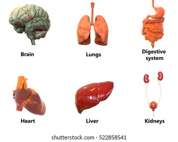 Internal Human Organ Set Anatomy Biology Stock Vector (Royalty Free ...