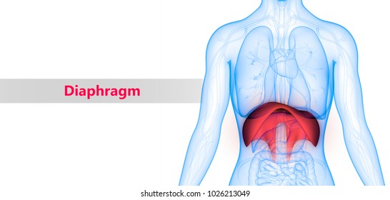 Human Body Organs (Diaphragm Anatomy). 3D