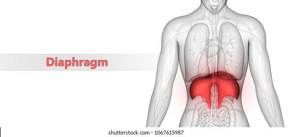 Human Body Organs Diaphragm Anatomy. 3D