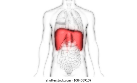 Human Body Organs Diaphragm Anatomy 3d Stock Illustration 1084039139 ...