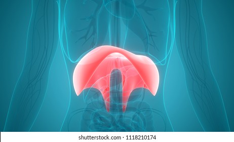 Human Body Organs Diaphragm Anatomy. 3D