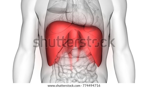 人体の臓器 横隔膜解剖学 3d のイラスト素材