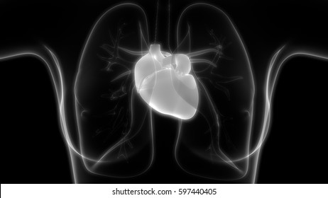 Human Body Organs (Heart Anatomy) In X-ray Scan. 3D