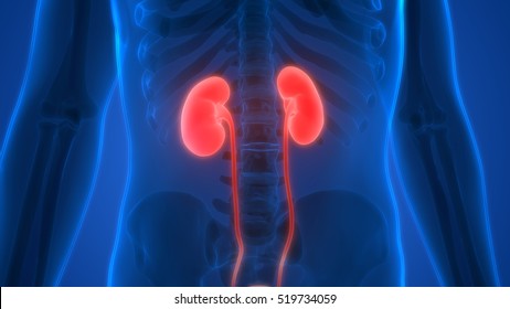 3,862 Kidney disease infographic Images, Stock Photos & Vectors ...